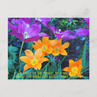 Bonito Primavera Tulips Naranja Púrpura Postal
