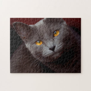 Bonito rompecabezas de rompecabezas de chartreux