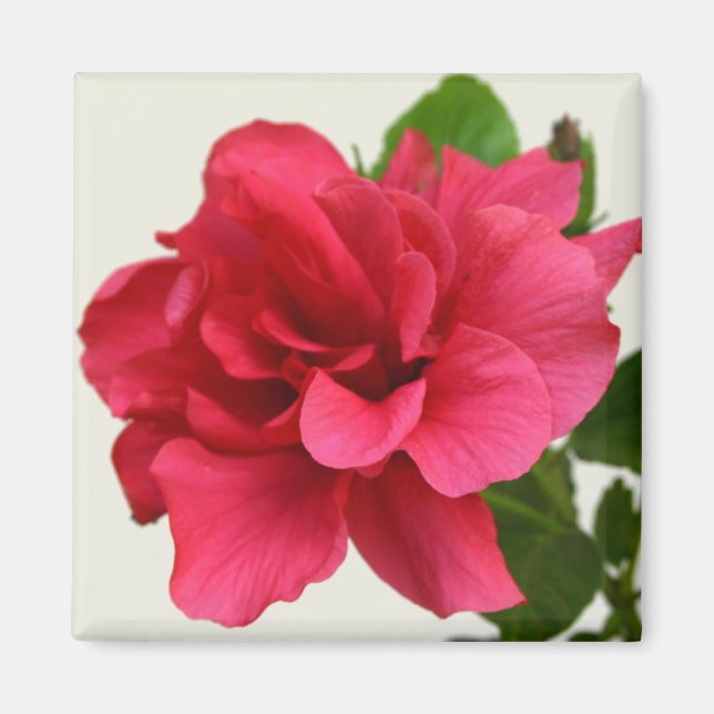 Bonito rosa - imán (Frente)