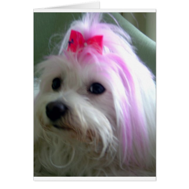 Bonito rosado (Frente)