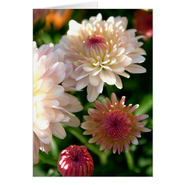 Bonito rosado (Frente)