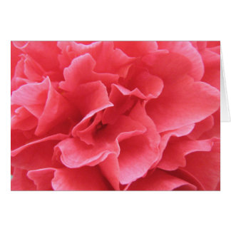 Bonito rosado
