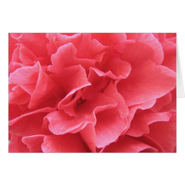 Bonito rosado (Anverso (Horizontal))