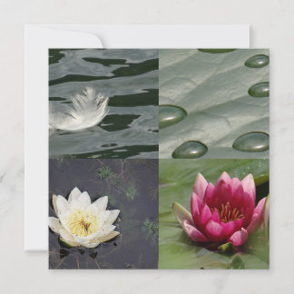 Bonito Water Lilies