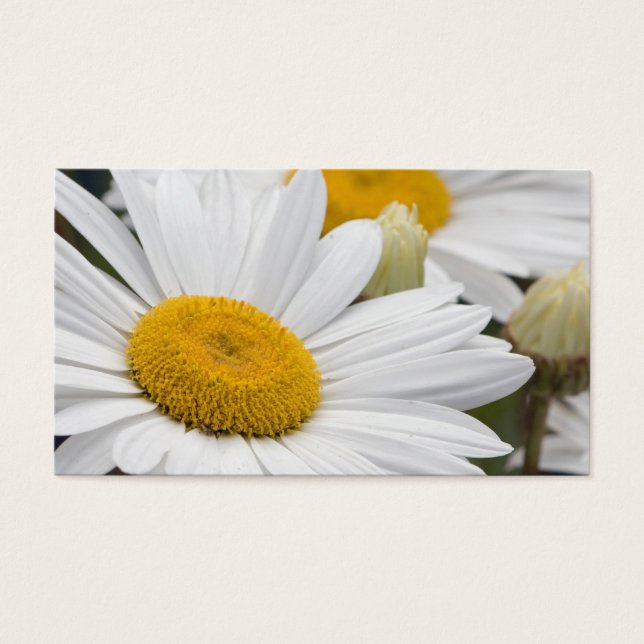 Bonito White Daisies (Frente)