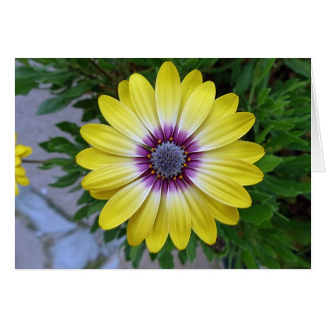 Bonitos a la luz del sol (Anverso (Horizontal))