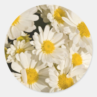 Bonitos Daisies Pegatinas