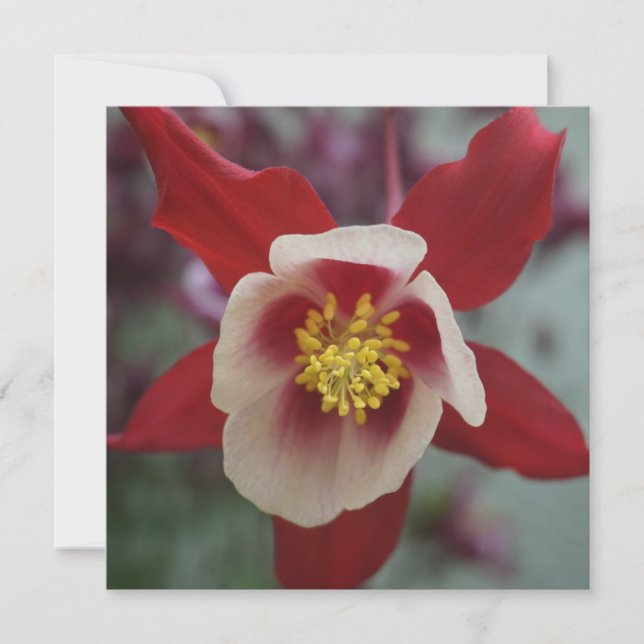 Bonnet de la abuela Aquilegia, tarjeta de felicita (Anverso)