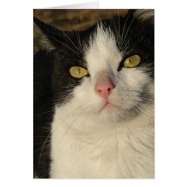 Boots the Kitten (Frente)