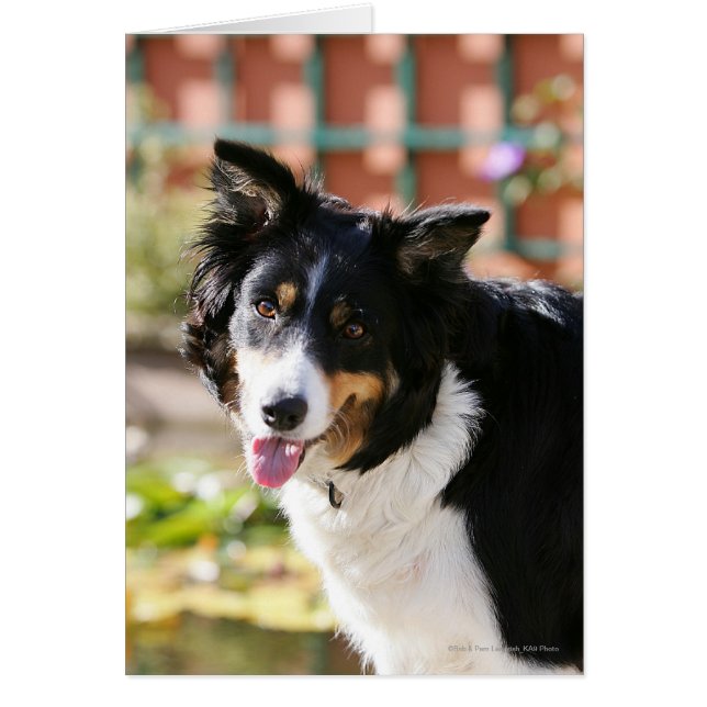 Borde de Collie Panting 1 (Frente)