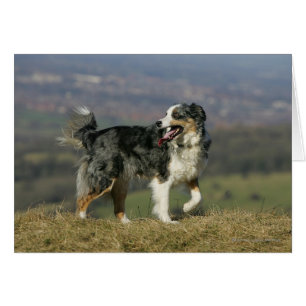 Borde de Collie Panting 2