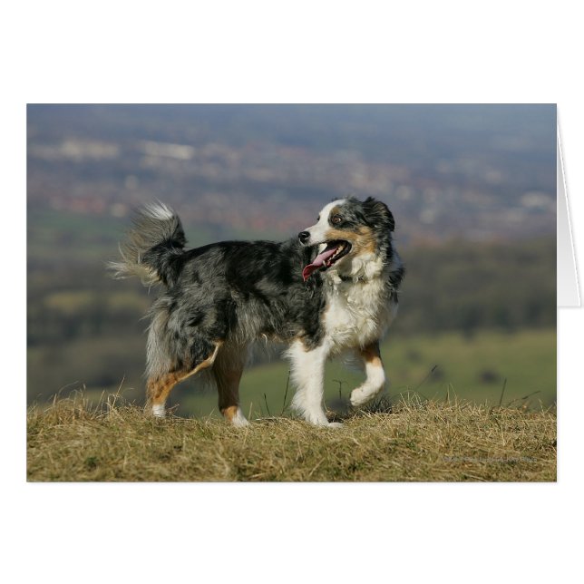 Borde de Collie Panting 2 (Anverso (Horizontal))