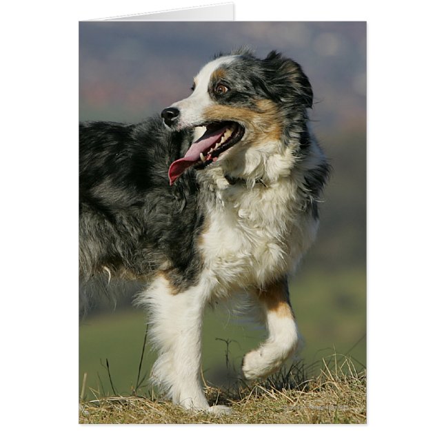 Borde de Collie Panting 2 (Frente)