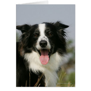 Borde de Collie Panting Cabeza 1