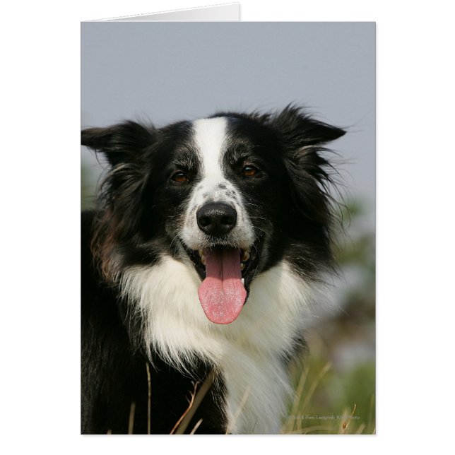 Borde de Collie Panting Cabeza 1 (Frente)