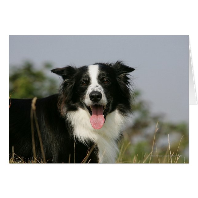 Borde de Collie Panting Cabeza 1 (Anverso (Horizontal))