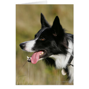 Borde de Collie Panting Cabeza 2