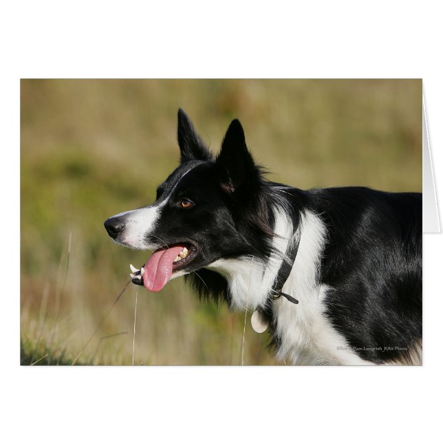 Borde de Collie Panting Cabeza 2 (Anverso (Horizontal))