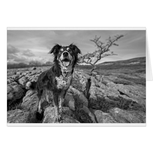 Borde de observación (Anverso (Horizontal))