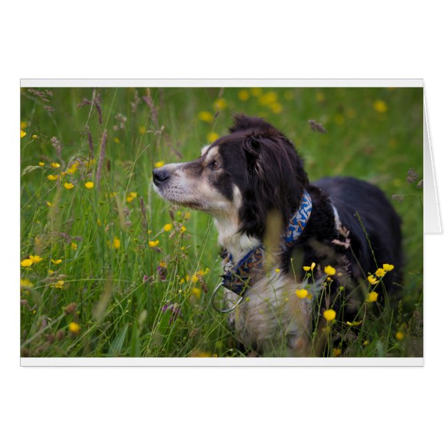 Borde en las mariposas (Anverso (Horizontal))