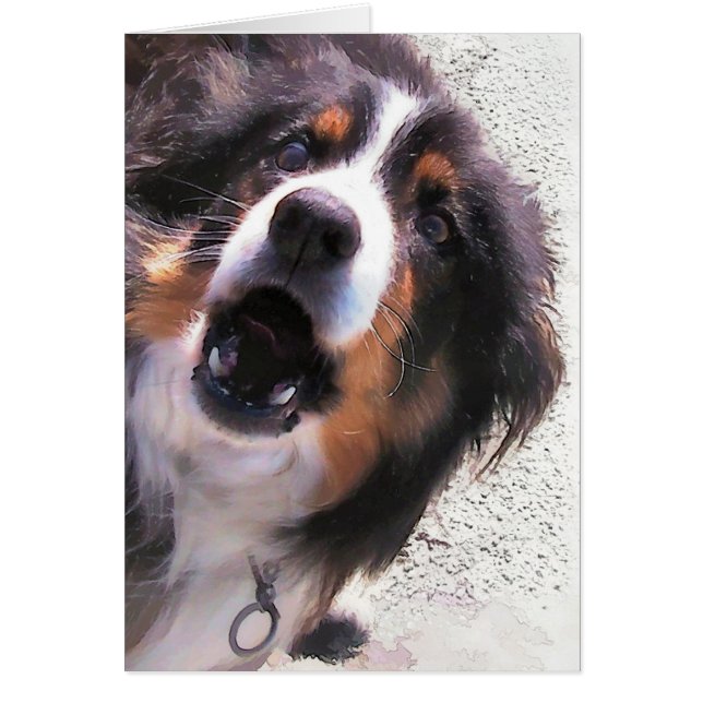 BORDER COLLIE (Frente)