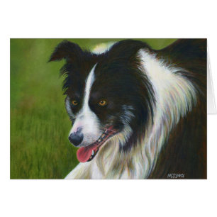 Border collie