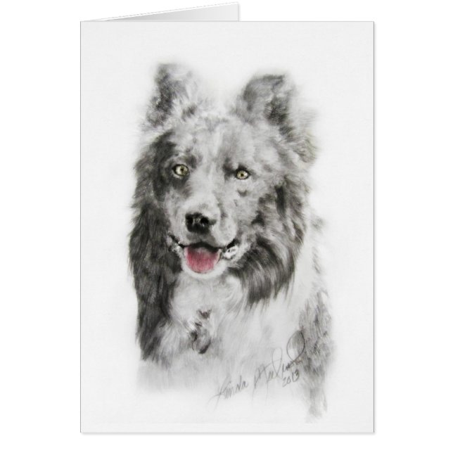 Border collie (Frente)