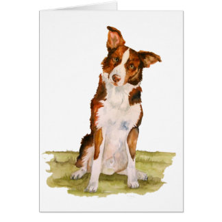 Border collie