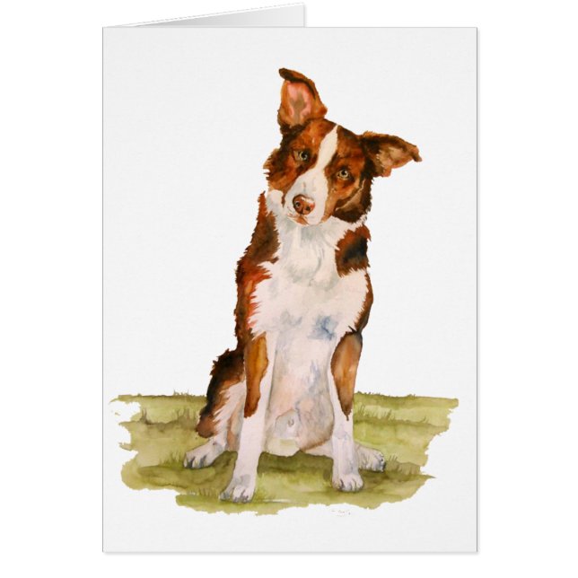 Border collie (Frente)