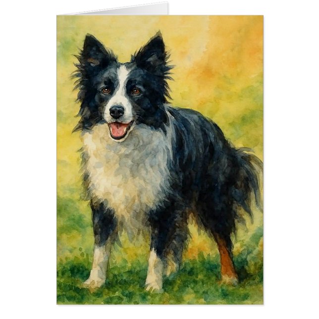 Border Collie (Frente)