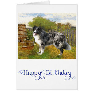 Border Collie en la Granja