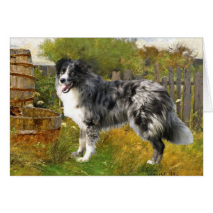 Border Collie en un entorno pastoral