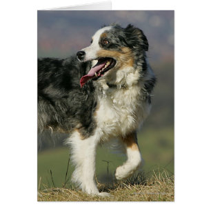 Border collie que jadea 2