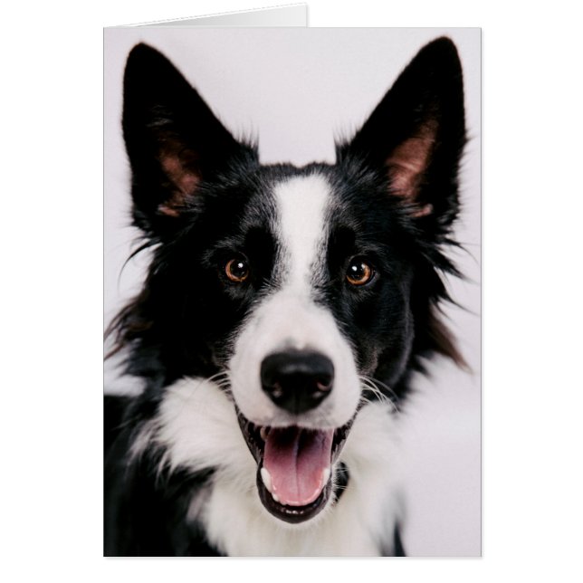 Border collie sonriente de las imágenes el | A de (Frente)