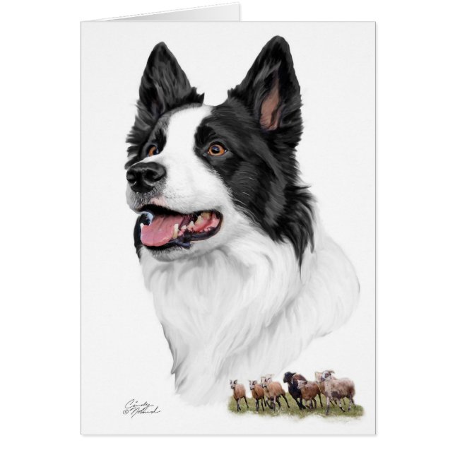 Border collie y ovejas (Frente)