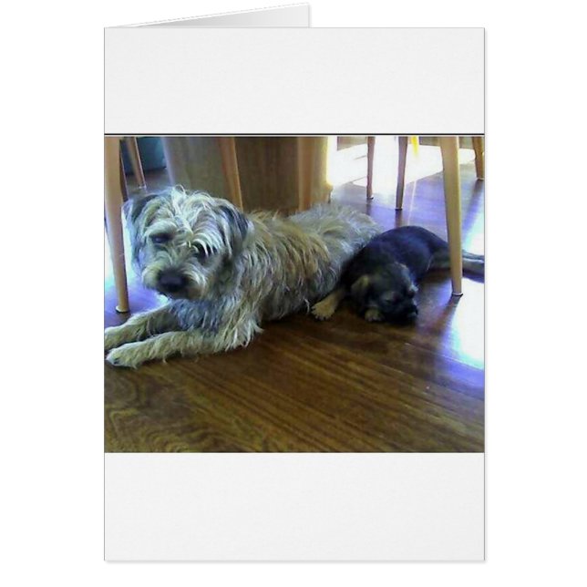 Border_Terrier_hermanos2.png (Frente)