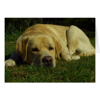 Bordo - Labrador en hierba verde
