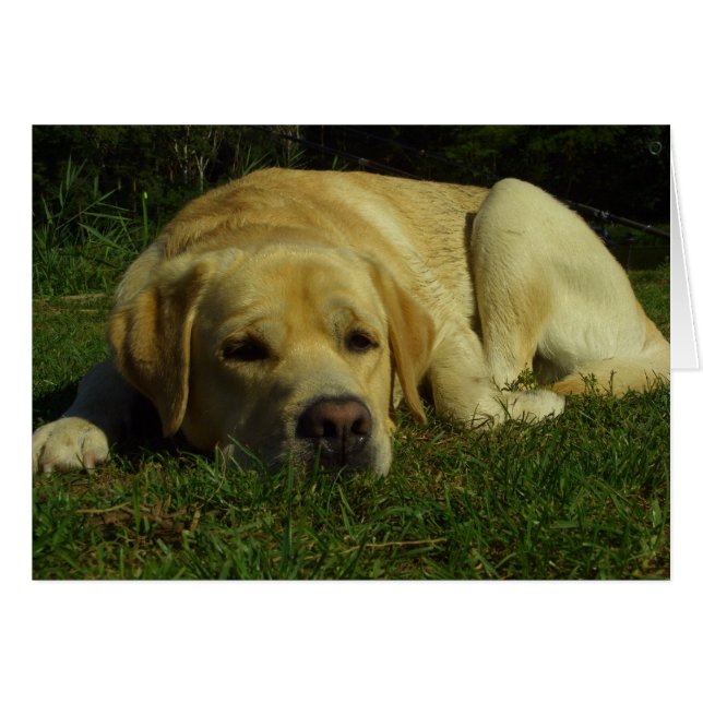 Bordo - Labrador en hierba verde (Anverso (Horizontal))
