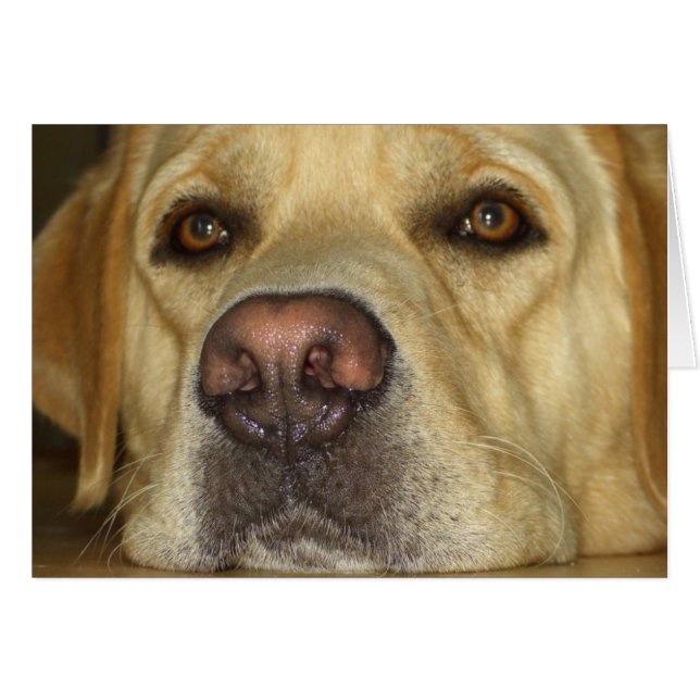 Boredom - Labrador Amarillo lindo (Anverso (Horizontal))
