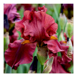 Borgoña Iris Flower Glossy Poster