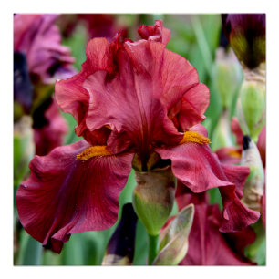 Borgoña Iris Flower Glossy Poster