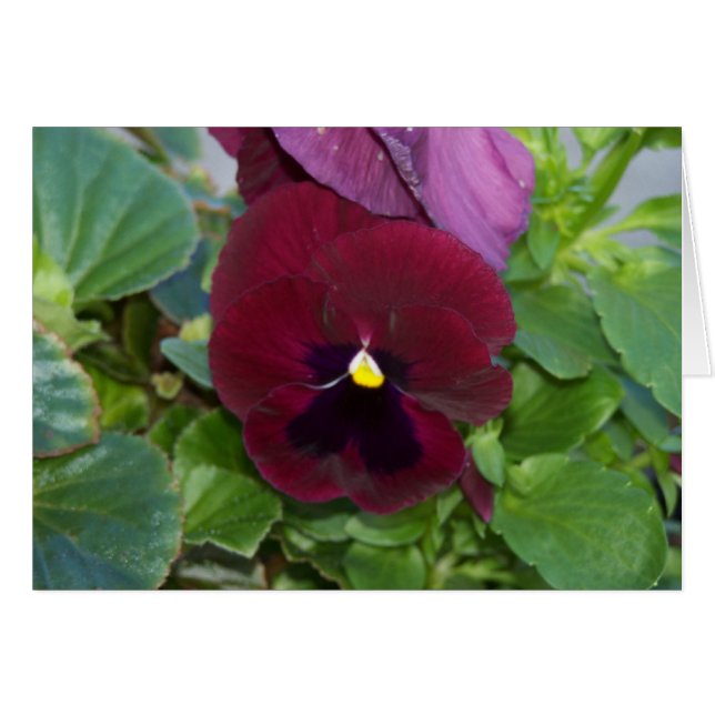 Borgoña Pansy (Anverso (Horizontal))