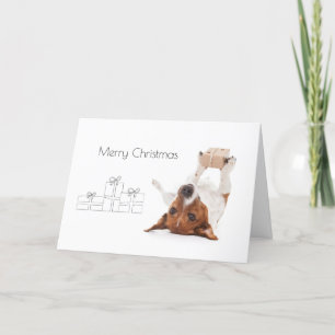 Boris - Jack Russell Terrier - Felices Navidad