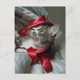 Boris, la postal de Cute Nubber Kitty