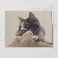 Boris, la postal de Cute Nubber Kitty