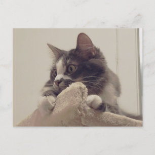 Boris, la postal de Cute Nubber Kitty