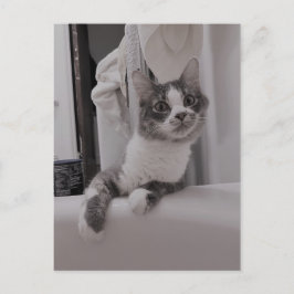 Boris, la postal de Cute Nubber Kitty