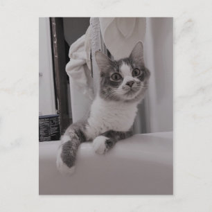 Boris, la postal de Cute Nubber Kitty