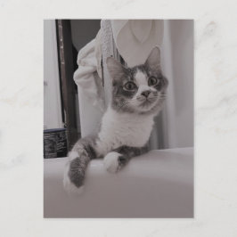 Boris, la postal de Cute Nubber Kitty