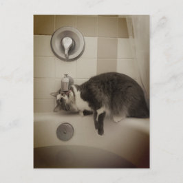 Boris, la postal de Cute Nubber Kitty